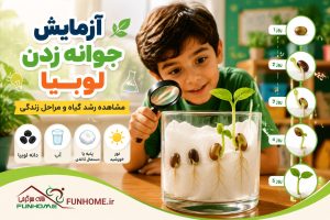 جوانه زدن لوبیا 🌱