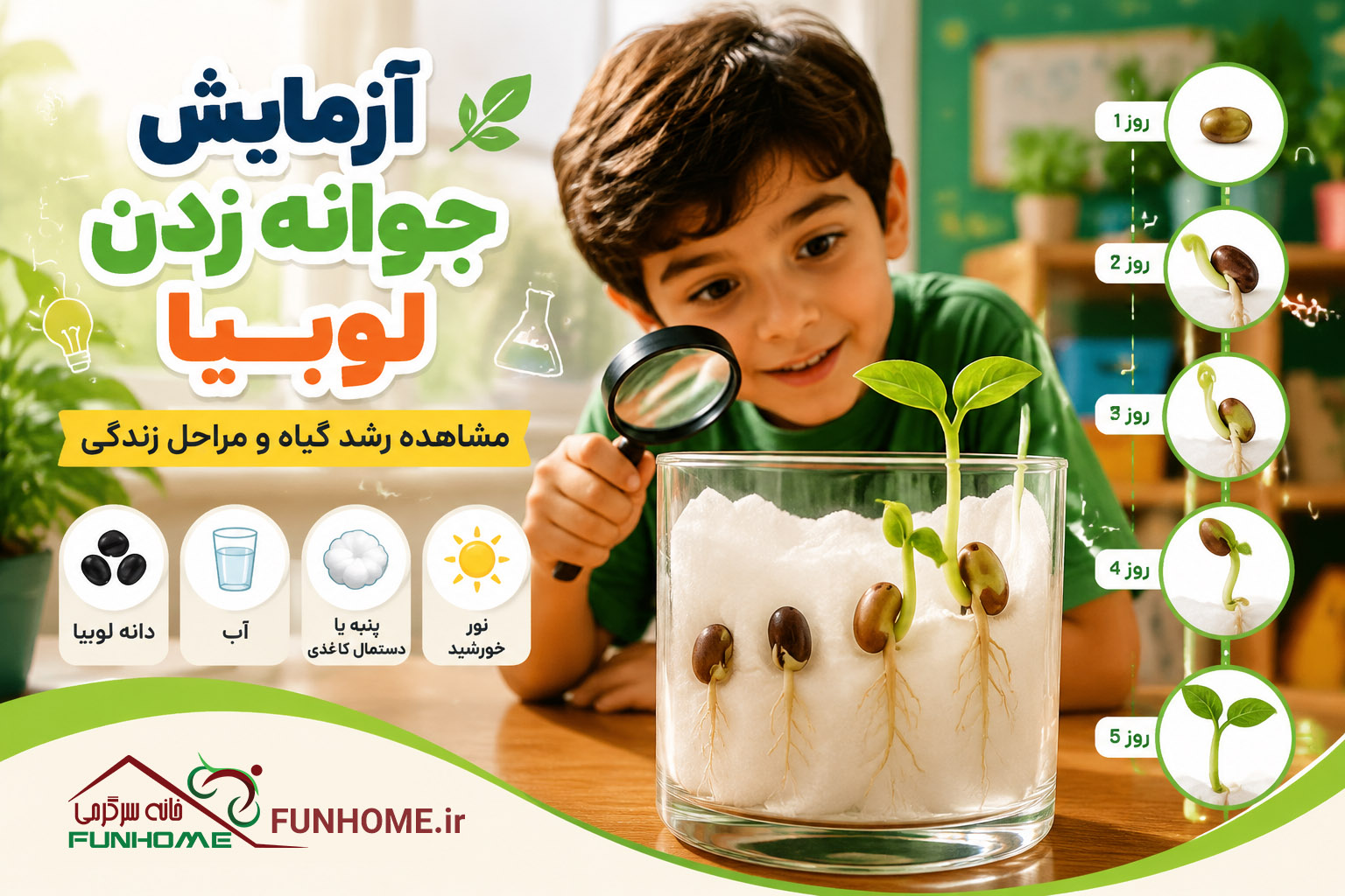 آزمایش جوانه زدن لوبیا برای کودکان | آموزش رشد گیاه در خانه