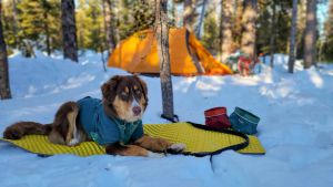 10 نکته برای پیاده روی با سگ خود در زمستان