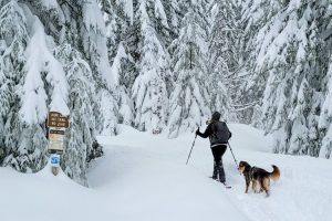 10 نکته برای پیاده روی با سگ خود در زمستان